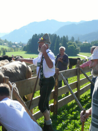 hindelang-2011-viehabtrieb